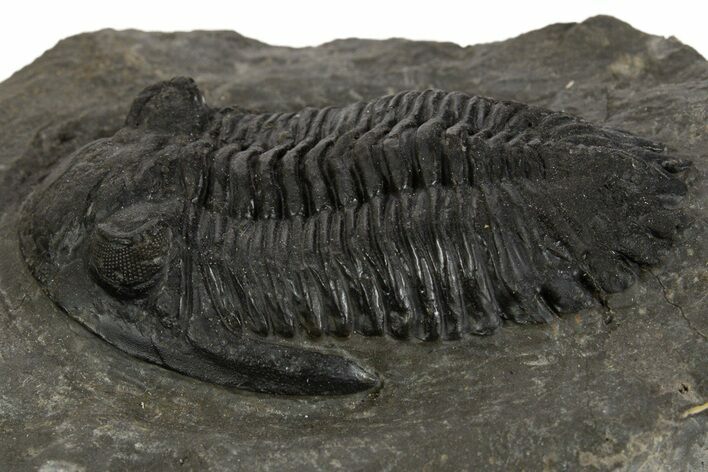 Prone Hollardops Trilobite Fossil - Ofaten, Morocco #340240